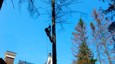 Спил деревьев на участке